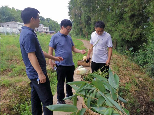 发挥人才优势，成职智力帮扶推动牛角溪乡村振兴